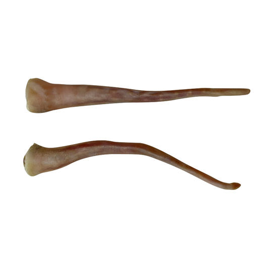 猪尾巴1只装 溧阳建凤土特产 商品图1