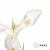 配花 | 鸢尾白色 商品缩略图3