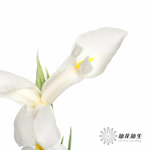 配花 | 鸢尾白色 商品图3