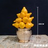 五代果五代同堂五代果含花盆 商品缩略图2