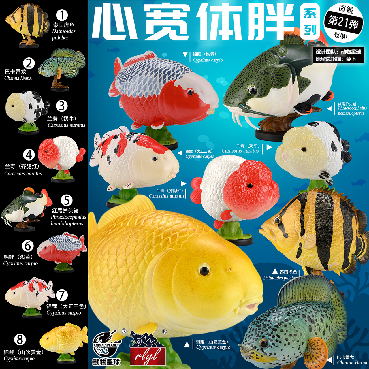 心宽体胖 观赏鱼主题模型   锦鲤 水族树脂材质手办潮玩 ★动物星球动物星云官方正版【现货 48小时发货】