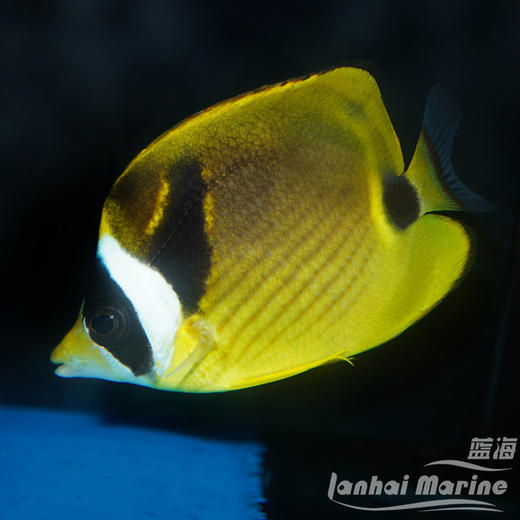 白眉蝶/月眉蝶 商品图1