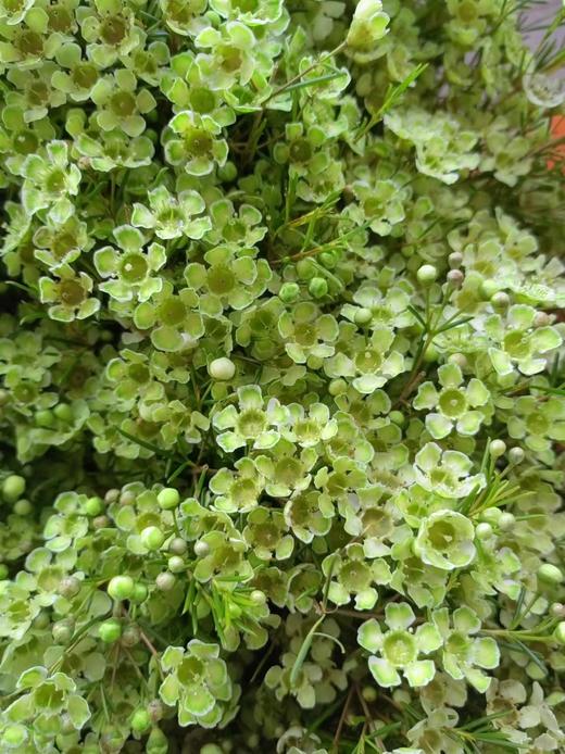 澳洲蜡花   单瓣 共14个色（一扎10枝） 商品图8