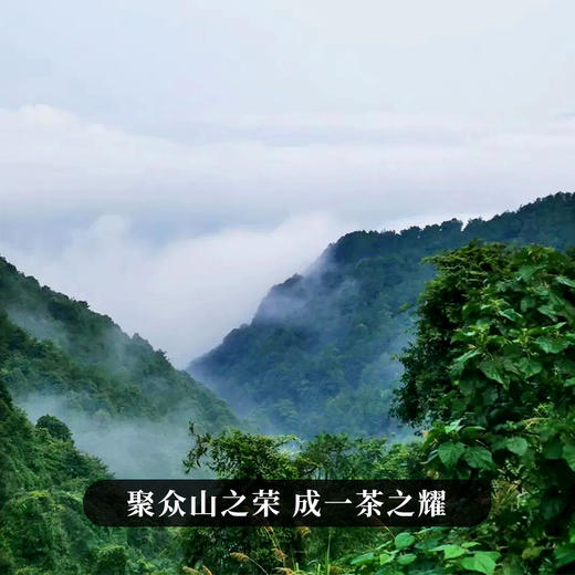 10月21日中午12点【两人团】【黑孔雀】【单饼装】2018年云南易武拼配普洱生茶集齐七村八寨 还原大易武滋味 五年陈化 一飞冲天 内含357g茶 商品图8