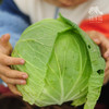 生态包菜/牛心甘蓝（包邮）| 绿家自产* Eco-baby Chinese cabbage group-buy | Self-production 商品缩略图1