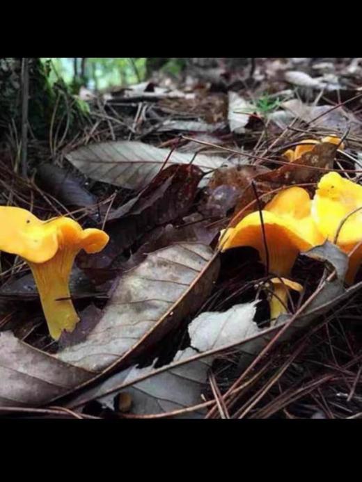 鸡油黄 鲜 商品图2