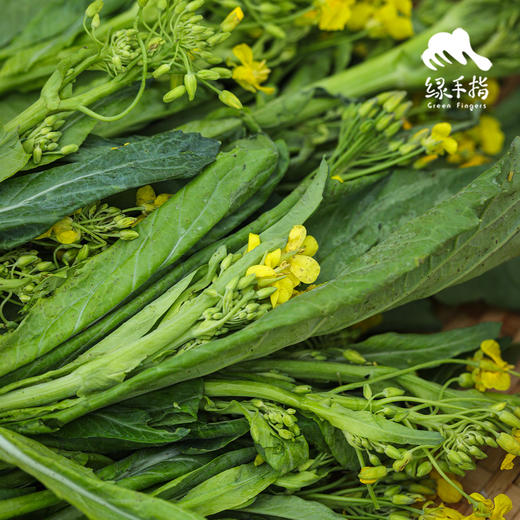 生态迟菜心（包邮）| 绿家自产* Eco- Chicaixin group-buy | Self-production 商品图2