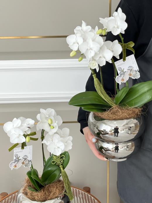 [福禄双全] 蝴蝶兰盆栽 商品图1