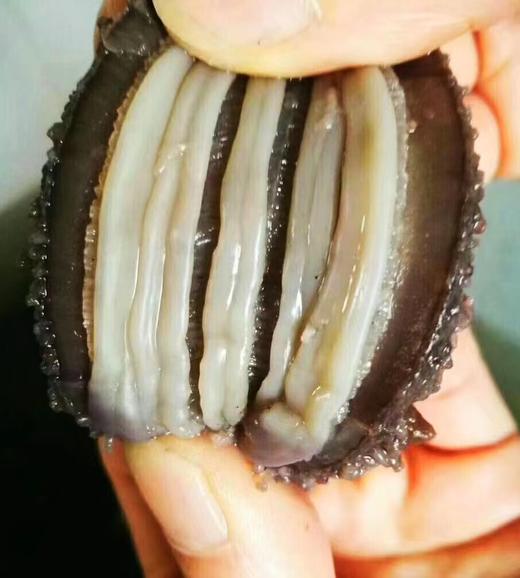 自营(海中源）-《新品上市》 高品质 优级鲜食海参 纯正渤海湾辽参 送礼盒包装 顺丰发货 商品图3