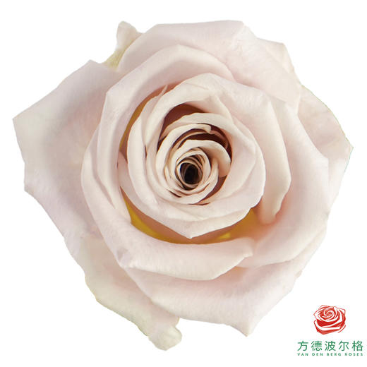 星荷单头-曼塔 10枝一扎 商品图0