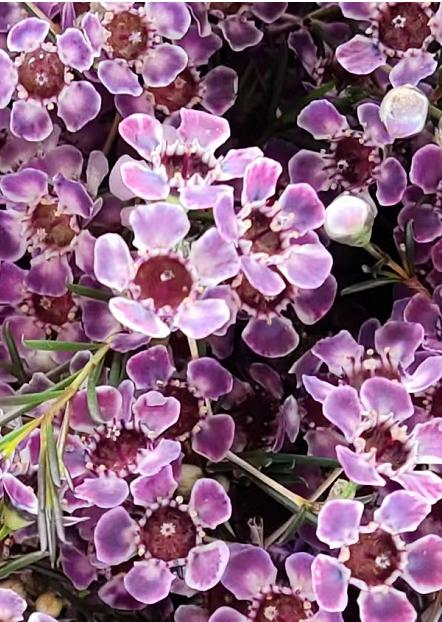 澳洲蜡花   单瓣 共14个色（一扎10枝） 商品图7