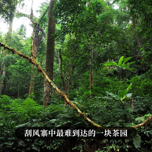 新品发售【古法茶坪地】2019年头春头采古茶易武普洱茶生茶300g/罐装拍5发6拍20发25 商品图1