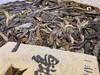 2023春 发烧友 单株惊鸿PLUS版 357克 更胜一筹 生普洱 商品缩略图9