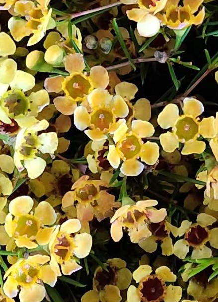 澳洲蜡花   单瓣 共14个色（一扎10枝） 商品图3