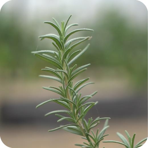 生态迷迭香 | 绿家自产* Ecological parsley  | Self-production 商品图1