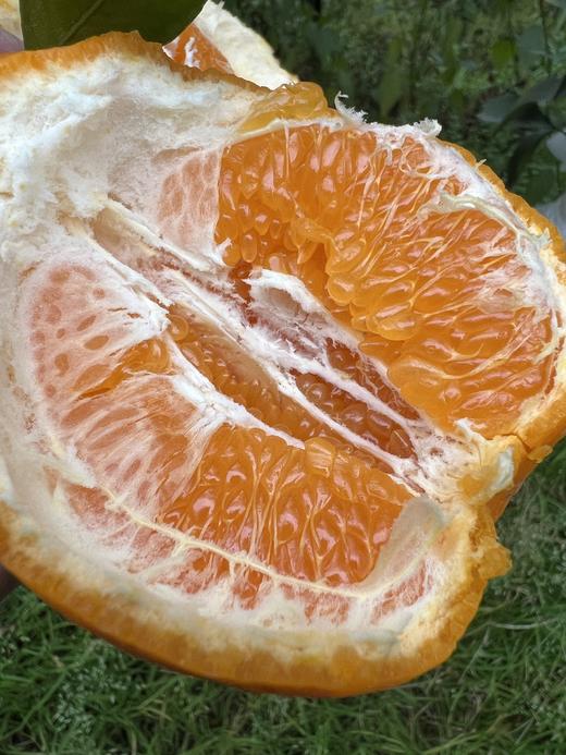 【团购特惠】耙耙柑，自然熟，浓甜微酸！原味自然熟！没有狠活放心拍！ 商品图2