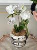 [福禄双全] 蝴蝶兰盆栽 商品缩略图3