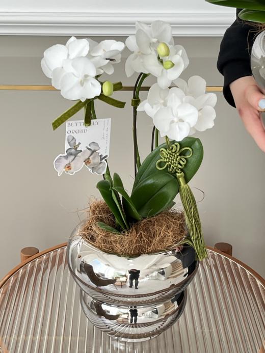 [福禄双全] 蝴蝶兰盆栽 商品图3