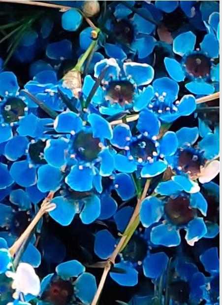 澳洲蜡花   单瓣 共14个色（一扎10枝） 商品图4