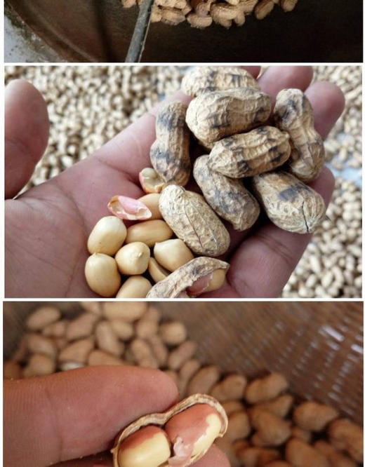 60岁老人祖传手艺，炒了30年花生，只炒当年自己种的珍珠小花生，现炒，火候掌握的特别好，炒的既不老也不会生，太入味太香了，强烈推荐，春节必备！2斤/份 商品图2