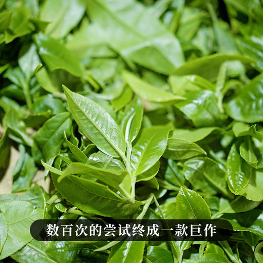 10月21日中午12点【两人团】【黑孔雀】【单饼装】2018年云南易武拼配普洱生茶集齐七村八寨 还原大易武滋味 五年陈化 一飞冲天 内含357g茶 商品图7