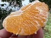 【团购特惠】耙耙柑，自然熟，浓甜微酸！原味自然熟！没有狠活放心拍！ 商品缩略图1