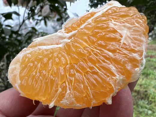 【团购特惠】耙耙柑，自然熟，浓甜微酸！原味自然熟！没有狠活放心拍！ 商品图1