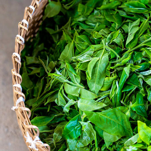 新品发售【古法茶坪地】2019年头春头采古茶易武普洱茶生茶300g/罐装拍5发6拍20发25 商品图8