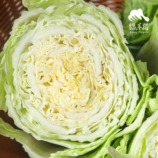 生态包菜（河南） | 合作生产*ecological cabbage | Coproduction 商品图0
