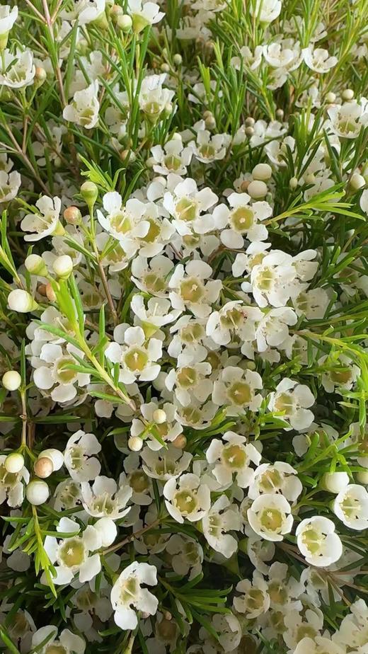 澳洲蜡花   单瓣 共14个色（一扎10枝） 商品图5