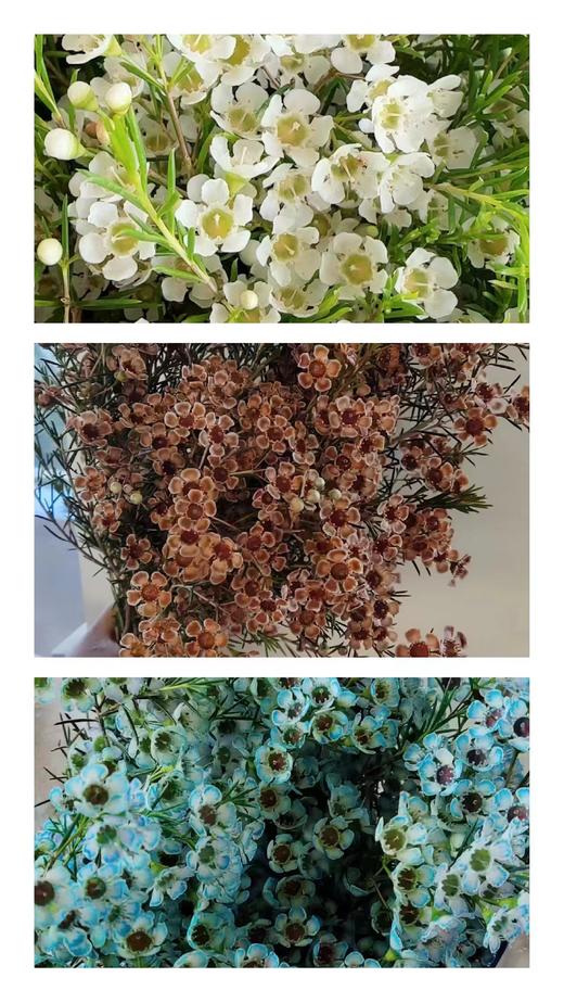 澳洲蜡花   单瓣 共14个色（一扎10枝） 商品图1