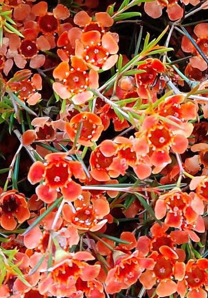 澳洲蜡花   单瓣 共14个色（一扎10枝） 商品图2