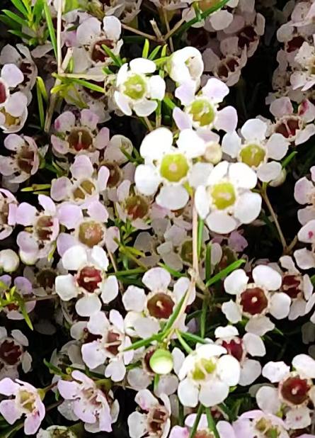 澳洲蜡花   单瓣 共14个色（一扎10枝） 商品图9