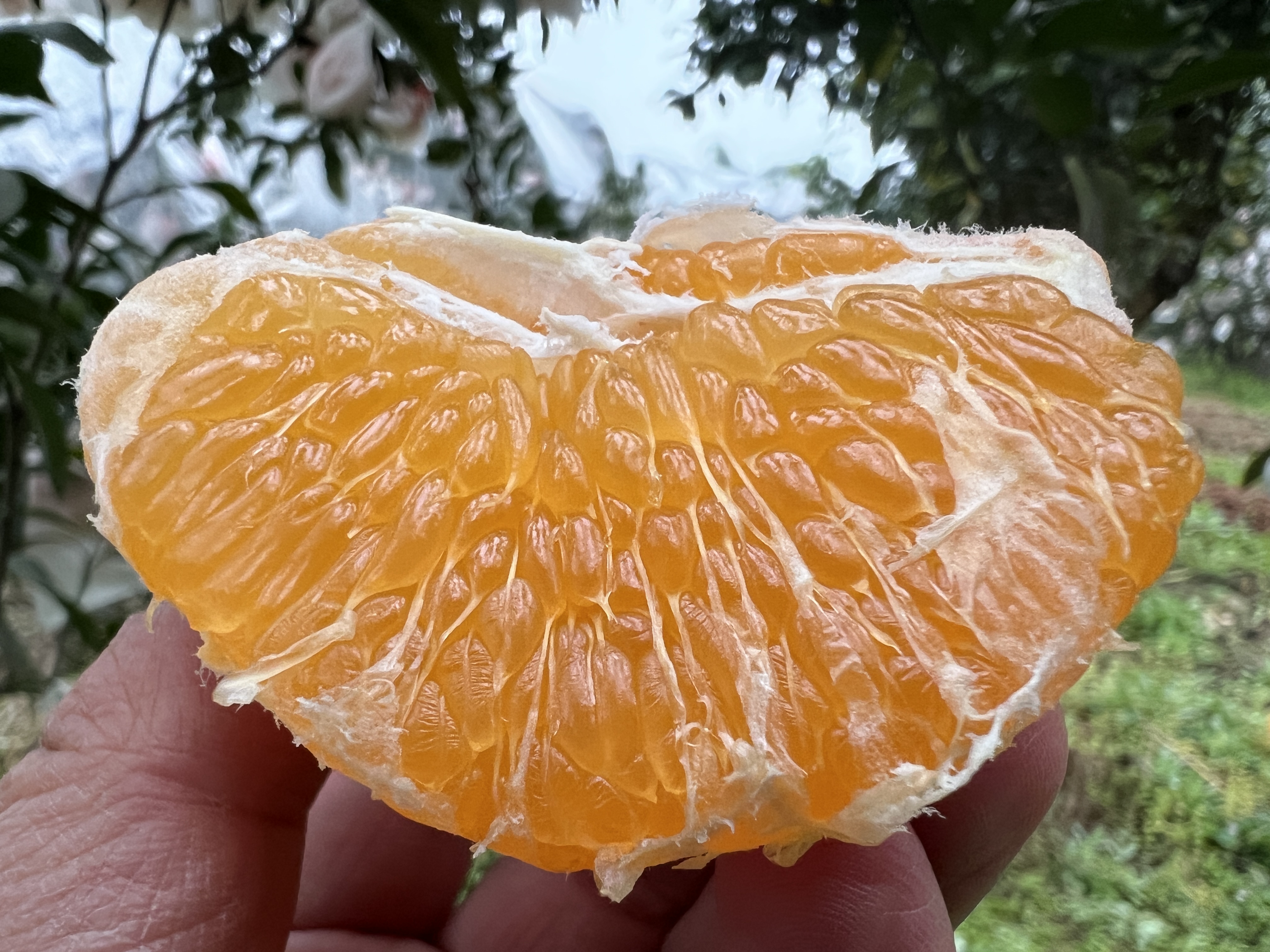 【团购特惠】耙耙柑，自然熟，浓甜微酸！原味自然熟！没有狠活放心拍！