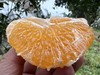 【团购特惠】耙耙柑，自然熟，浓甜微酸！原味自然熟！没有狠活放心拍！ 商品缩略图0