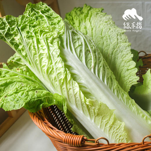 生态大白菜（竹筒青，包邮）| 绿家自产* Eco-baby Chinese cabbage group-buy | Self-production 商品图1