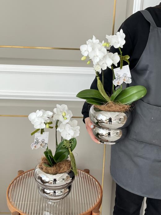 [福禄双全] 蝴蝶兰盆栽 商品图2