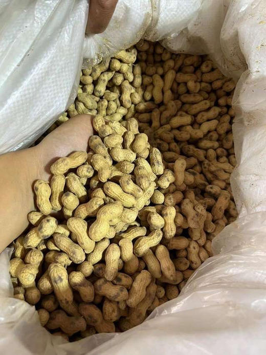 60岁老人祖传手艺，炒了30年花生，只炒当年自己种的珍珠小花生，现炒，火候掌握的特别好，炒的既不老也不会生，太入味太香了，强烈推荐，春节必备！2斤/份 商品图4
