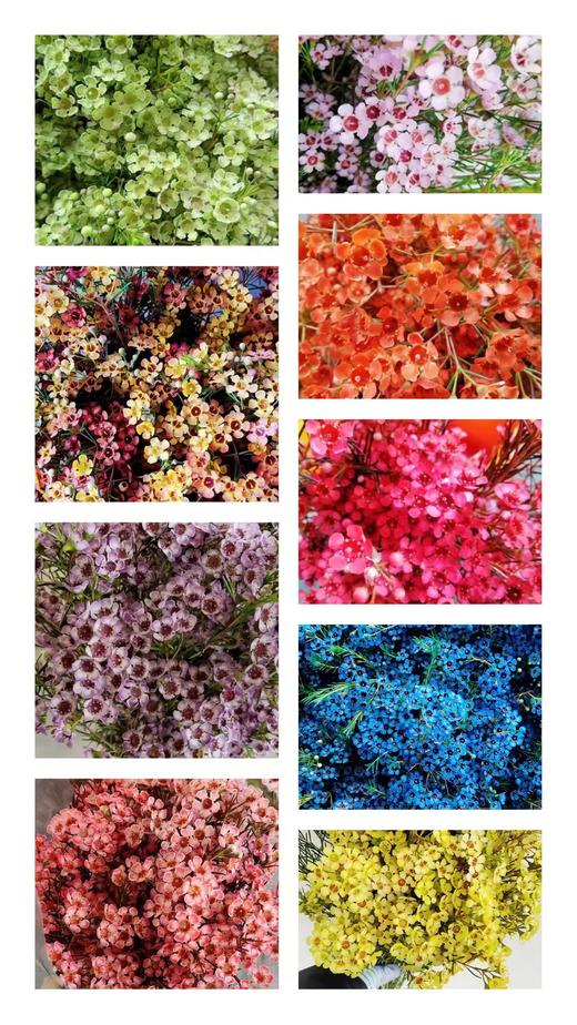 澳洲蜡花   单瓣 共14个色（一扎10枝） 商品图0