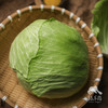 生态包菜/牛心甘蓝（包邮）| 绿家自产* Eco-baby Chinese cabbage group-buy | Self-production 商品缩略图3