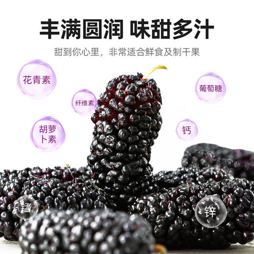 【杞里香黑桑葚干无沙桑椹子300g/罐】泡茶泡酒非免洗即食桑葚旗舰店
自然生长 口感软甜 干净无沙 商品图5