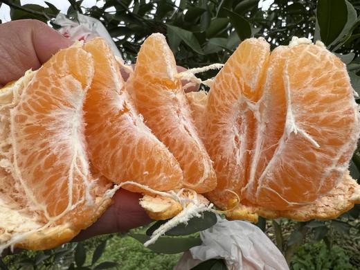 【团购特惠】耙耙柑，自然熟，浓甜微酸！原味自然熟！没有狠活放心拍！ 商品图3