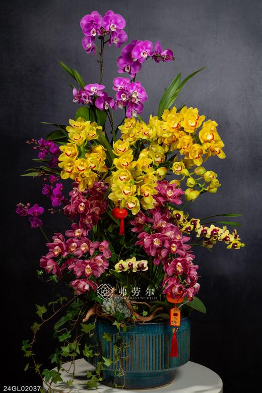 24GL02037 商品图0