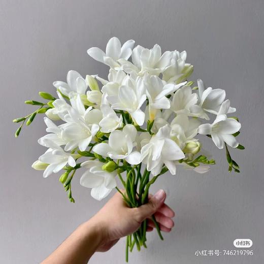 香雪兰随机色 商品图1