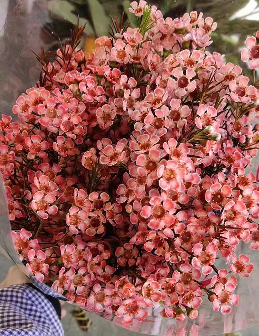 澳洲蜡花   单瓣 共14个色（一扎10枝） 商品图11