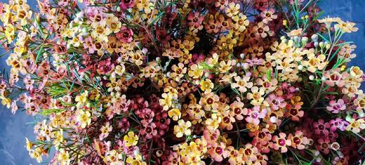 澳洲蜡花   单瓣 共14个色（一扎10枝） 商品图12