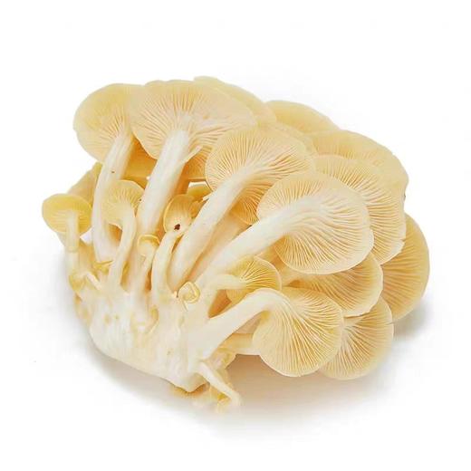 鸡油黄 鲜 商品图1