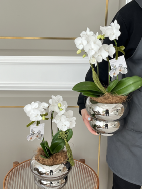 [福禄双全] 蝴蝶兰盆栽