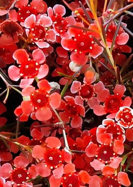 澳洲蜡花   单瓣 共14个色（一扎10枝） 商品图10