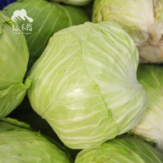 生态包菜/牛心甘蓝（包邮）| 绿家自产* Eco-baby Chinese cabbage group-buy | Self-production 商品图4